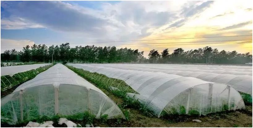 Planting greenhouse temperature cooling