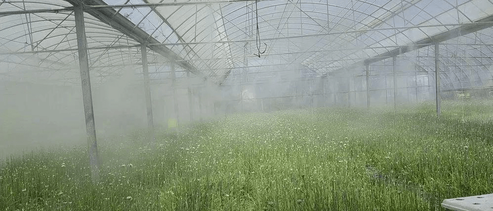 high pressure mist spray in greenhouses