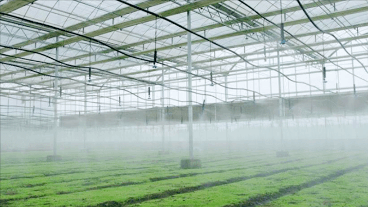 high pressure mist spray in greenhouses