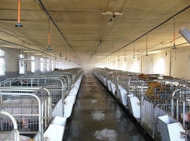 Overview of summer mist cooling system in pig house