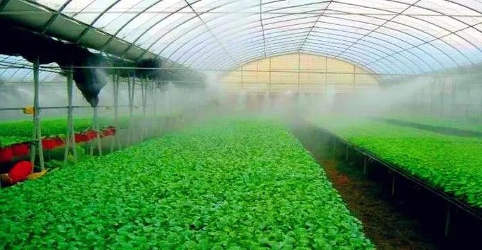 Greenhouse water spray nozzles cool