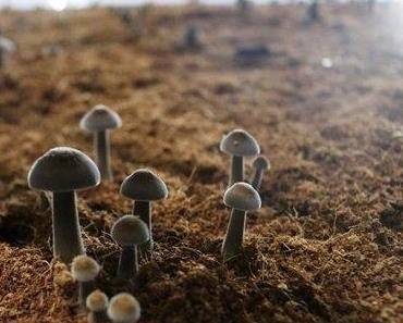 How to achieve humidification of mushroom room?