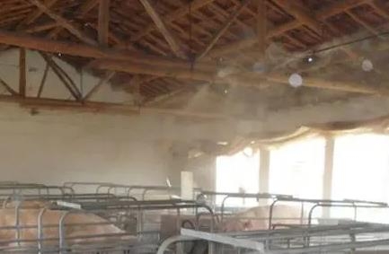 How to correctly use mist cooling measures in pig farms?