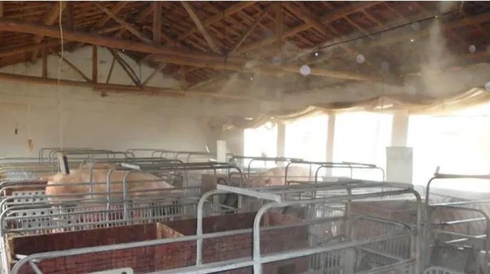 mist cooling in pig farms