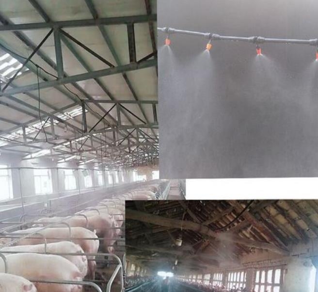 mist cooling in pig farms